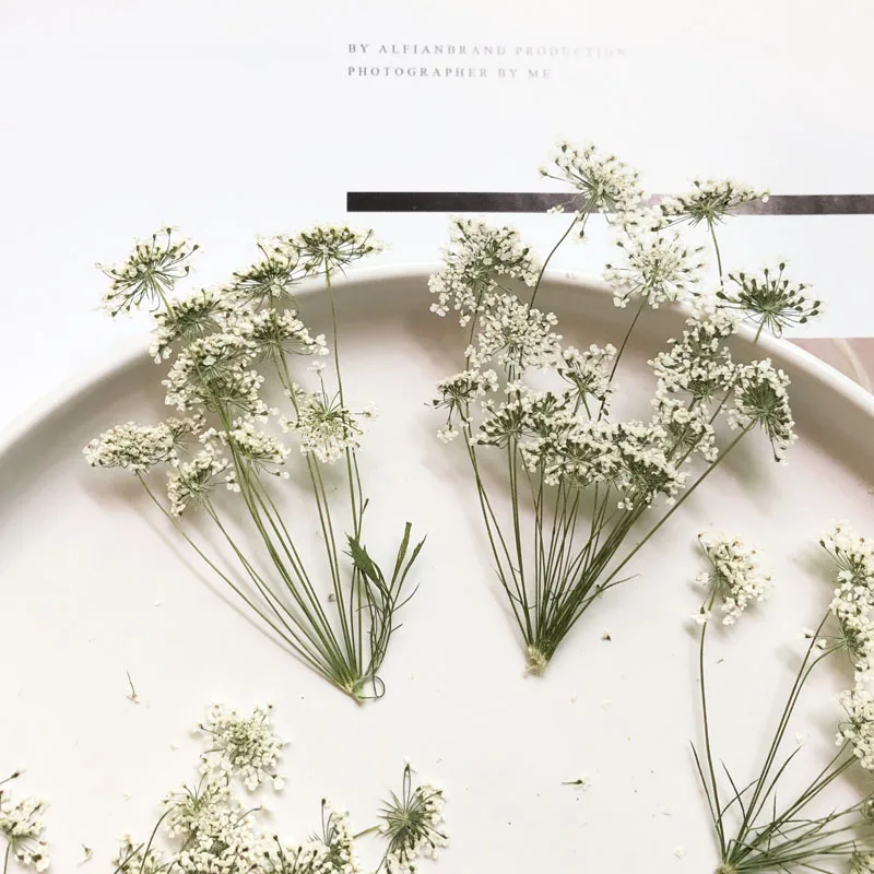 Dried Flower Bulk - 5-7 см/12 шт., снежные крошечные цветы