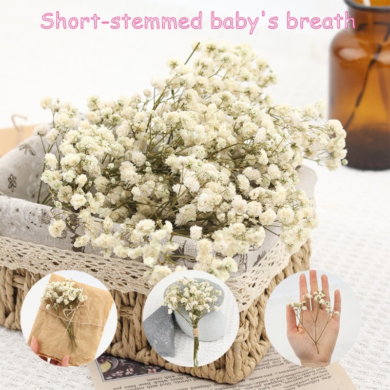 Dried Flower Bulk - 50 шт. натуральных сухих цветов гипсофилы