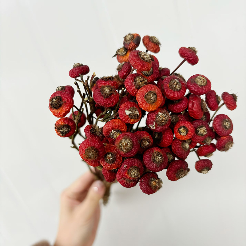 10 шт./пучок, сушеные цветы ши – обзор и цена Dried Flower Bulk