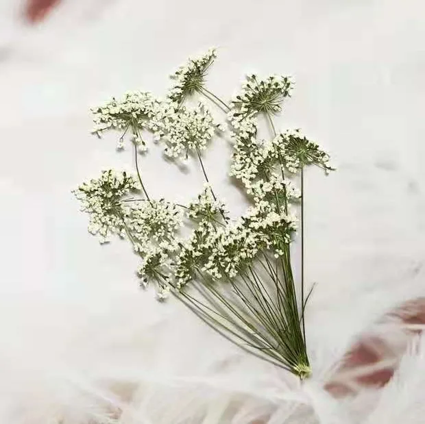 5-7 см/12 шт., снежные крошечн – обзор и цена Dried Flower Bulk