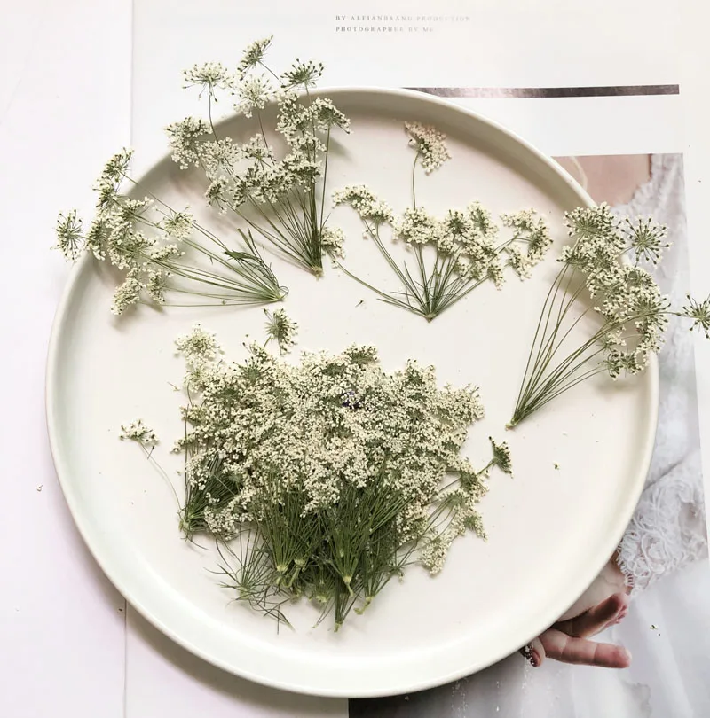 5-7 см/12 шт., снежные крошечн – обзор и цена Dried Flower Bulk