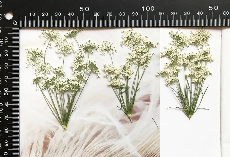 5-7 см/12 шт., снежные крошечн – обзор и цена Dried Flower Bulk