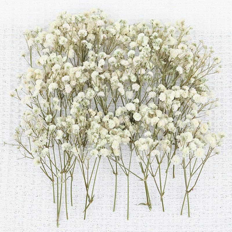 50 шт. натуральных сухих цвето – обзор и цена Dried Flower Bulk